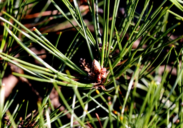 豊橋市のシンボル・吉田城